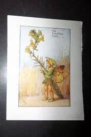 Cicely Mary Barker 1940's Flower-Fairy Print. Toad Flax Fairy