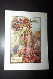 Cicely Mary Barker 1940's Flower Fairy Print. Wayfaring Tree Fairy