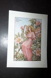 Cicely Mary Barker 1940's Flower-Fairy Print. Wild Rose Fairy
