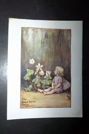 Cicely Mary Barker 1940's Flower-Fairy Print. Wood Sorrel Fairy