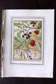Cicely Mary Barker C1930 Vintage Flower Fairy Print. Alder