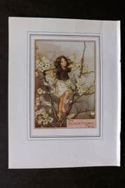 Cicely Mary Barker C1930 Vintage Flower Fairy Print. Blackthorn