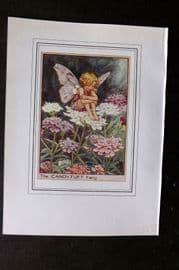 Cicely Mary Barker C1930 Vintage Flower Fairy Print. Cadytuft