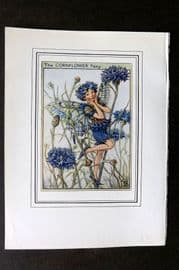 Cicely Mary Barker C1930 Vintage Flower Fairy Print. Cornflower