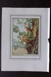 Cicely Mary Barker C1930 Vintage Flower Fairy Print. Elm Tree