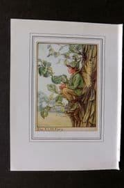 Cicely Mary Barker C1930 Vintage Flower Fairy Print. Elm Tree