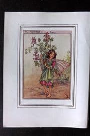 Cicely Mary Barker C1930 Vintage Flower Fairy Print. Fumitory Fairy
