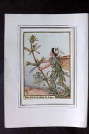 Cicely Mary Barker C1930 Vintage Flower Fairy Print. Goose Grass Fairy