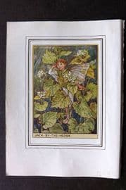 Cicely Mary Barker C1930 Vintage Flower Fairy Print. Jack by the Hedge