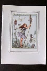 Cicely Mary Barker C1930 Vintage Flower Fairy Print. Lavender