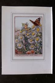 Cicely Mary Barker C1930 Vintage Flower Fairy Print. Michaelmas Daisy