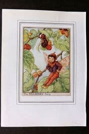 Cicely Mary Barker C1930 Vintage Flower Fairy Print. Mulberry