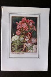 Cicely Mary Barker C1930 Vintage Flower Fairy Print. Phlox