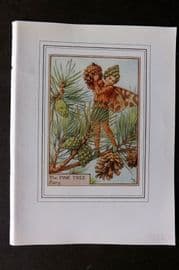 Cicely Mary Barker C1930 Vintage Flower Fairy Print. Pine Tree