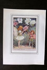 Cicely Mary Barker C1930 Vintage Flower Fairy Print. Pink Fairies