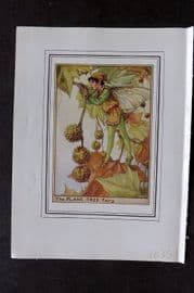 Cicely Mary Barker C1930 Vintage Flower Fairy Print. Plane Tree