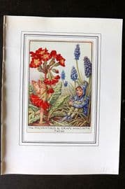 Cicely Mary Barker C1930 Vintage Flower Fairy Print. Polyanthus & Grape Hyacinth