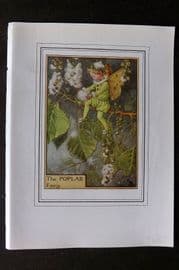 Cicely Mary Barker C1930 Vintage Flower Fairy Print. Poplar
