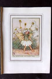 Cicely Mary Barker C1930 Vintage Flower Fairy Print. Scentless Mayweed Fairy