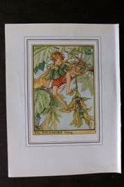 Cicely Mary Barker C1930 Vintage Flower Fairy Print. Sycamore