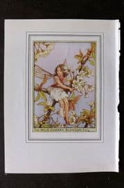 Cicely Mary Barker C1930 Vintage Flower Fairy Print. Wild Cherry blossom