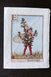 Cicely Mary Barker C1940 Flower-Fairy Alphabet Print. E - Eyebright
