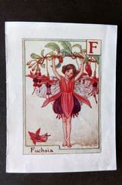 Cicely Mary Barker C1940 Flower-Fairy Alphabet Print. F - Fuschia
