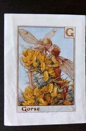 Cicely Mary Barker C1940 Flower-Fairy Alphabet Print. G - Gorse