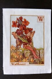 Cicely Mary Barker C1940 Flower-Fairy Alphabet Print. W - Wallflower