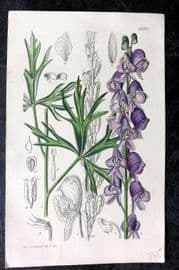 Curtis 1925 Hand Col Botanical Print. Aconitum Anglicum 9088