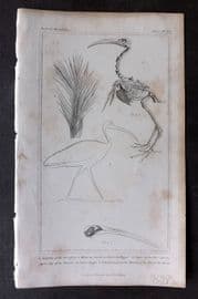 Cuvier 1837 Antique Bird Print. Skeleton of Ibis, Anatomy 98