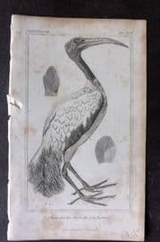 Cuvier 1837 Antique Bird Print. True Ibis of the Egyptians 99