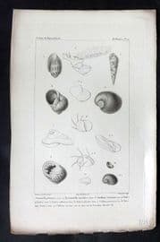 Cuvier C1830 Antique Shell Print. Tornatella, Pyramidella, Janthina, Clithon 14