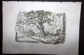 d'Urville 1834 Antique Print. Japan - Forest on Bonin-Sima Island