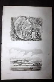 d'Urville 1834 Antique Print. Madagascar - Natives & Tintingue