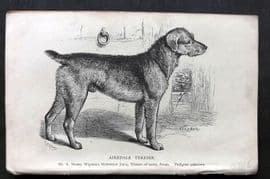 Dalziel 1880s Antique Dog Print. Airedale Terrier 48