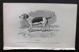Dalziel 1880s Antique Dog Print. Beagle 08