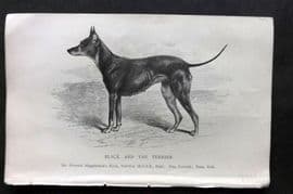 Dalziel 1880s Antique Dog Print. Black and Tan Terrier 35