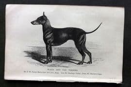 Dalziel 1880s Antique Dog Print. Black and Tan Terrier 36