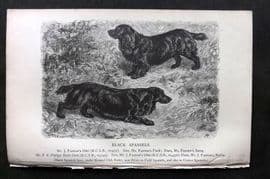 Dalziel 1880s Antique Dog Print. Black Spaniel 17