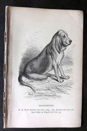 Dalziel 1880s Antique Dog Print. Bloodhound 04