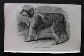 Dalziel 1880s Antique Dog Print. Bob Tailed Sheepdog 24