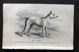 Dalziel 1880s Antique Dog Print. Bull Terrier 34
