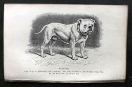 Dalziel 1880s Antique Dog Print. Bulldog 26