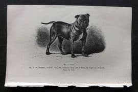 Dalziel 1880s Antique Dog Print. Bulldog 27