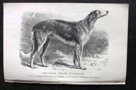 Dalziel 1880s Antique Dog Print. Circassion Orloff Wolfhound 03