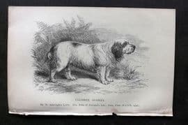 Dalziel 1880s Antique Dog Print. Clumber Spaniel 16