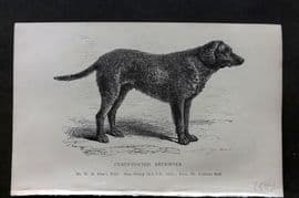 Dalziel 1880s Antique Dog Print. Curly Coated Retriever 20