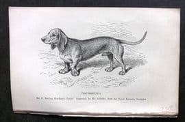 Dalziel 1880s Antique Dog Print. Dachshund 10