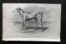Dalziel 1880s Antique Dog Print. Dalmation 32